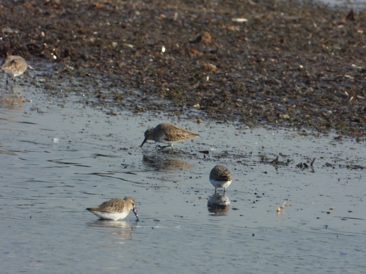 ハマシギ - ML646838215