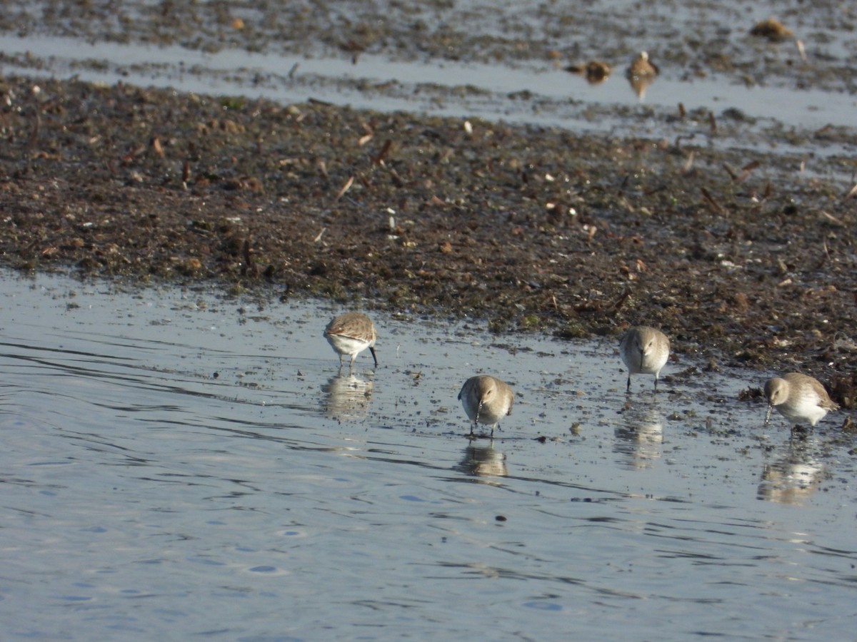 ハマシギ - ML646838216