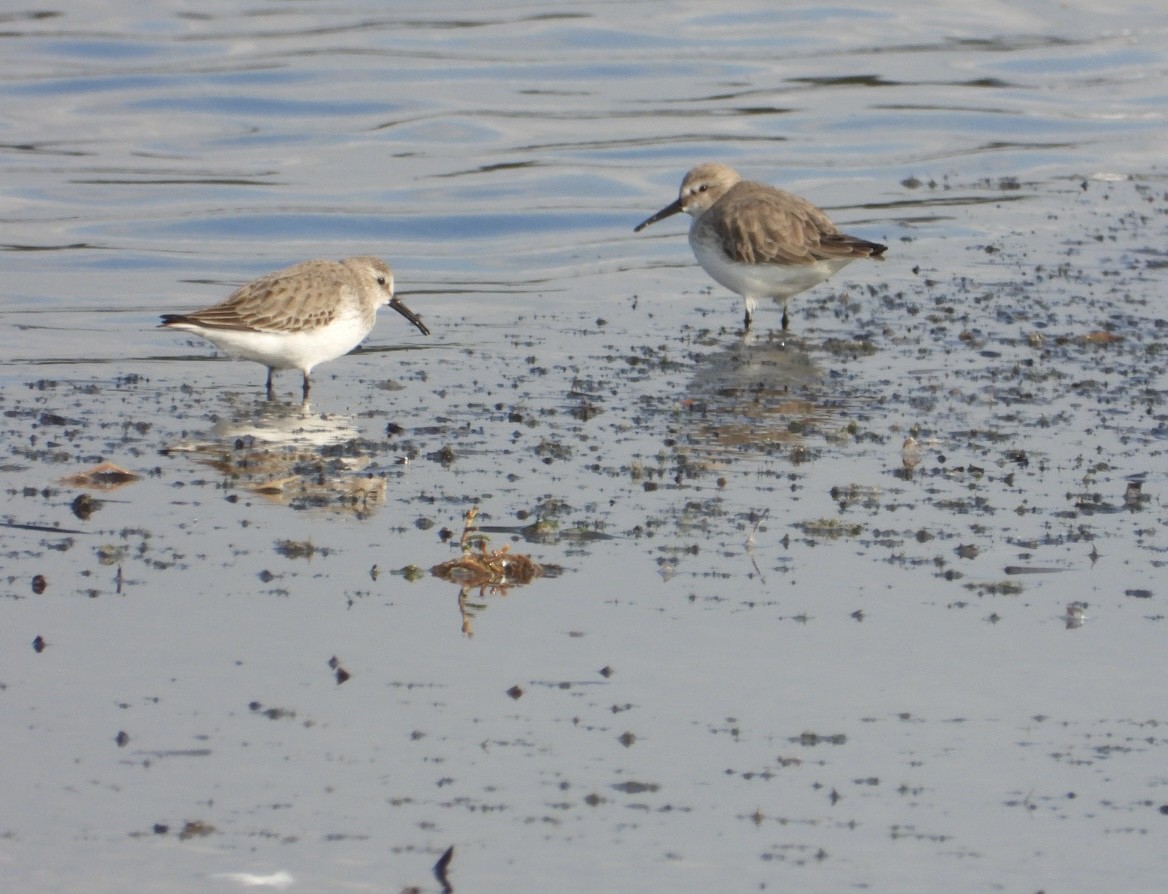 ハマシギ - ML646838217