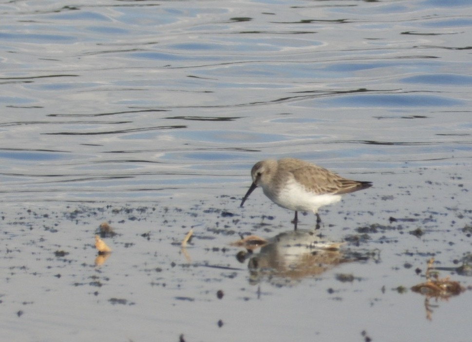 ハマシギ - ML646838218