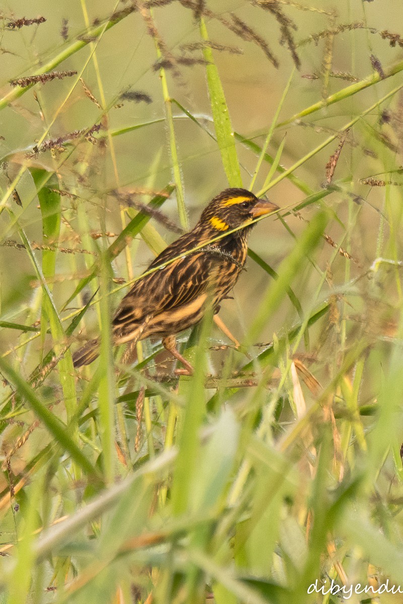Streaked Weaver - ML646838219