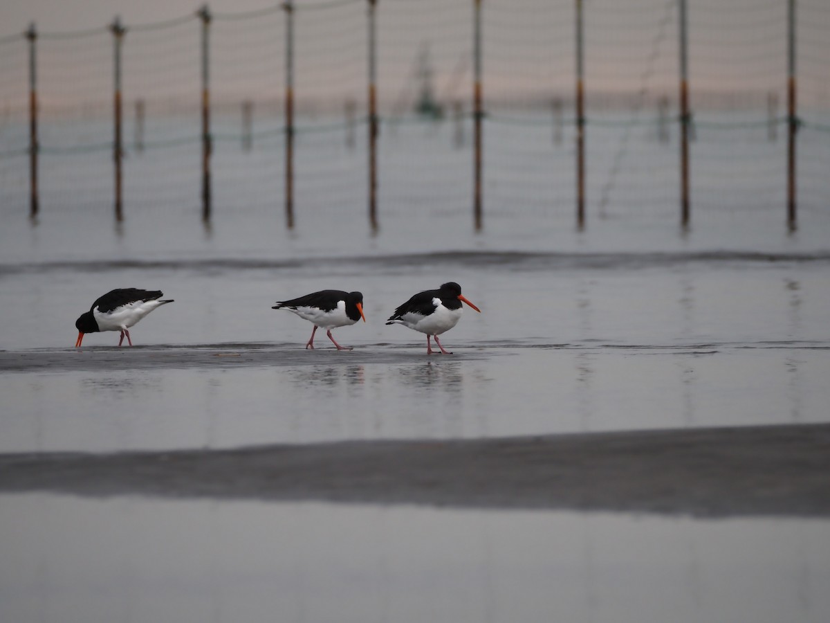 Кулик-сорока євразійський - ML646838221