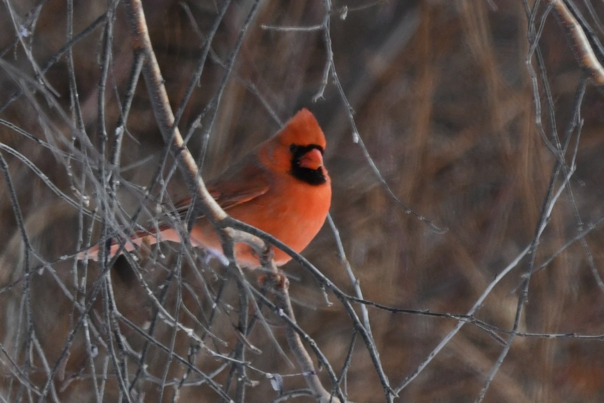 ショウジョウコウカンチョウ - ML646838222