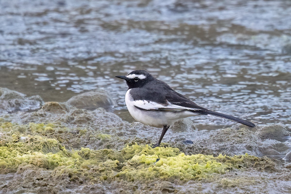 konipas indický - ML646838223