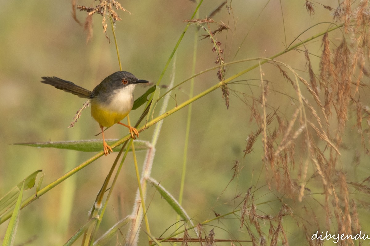 Yellow-bellied Prinia - ML646838224