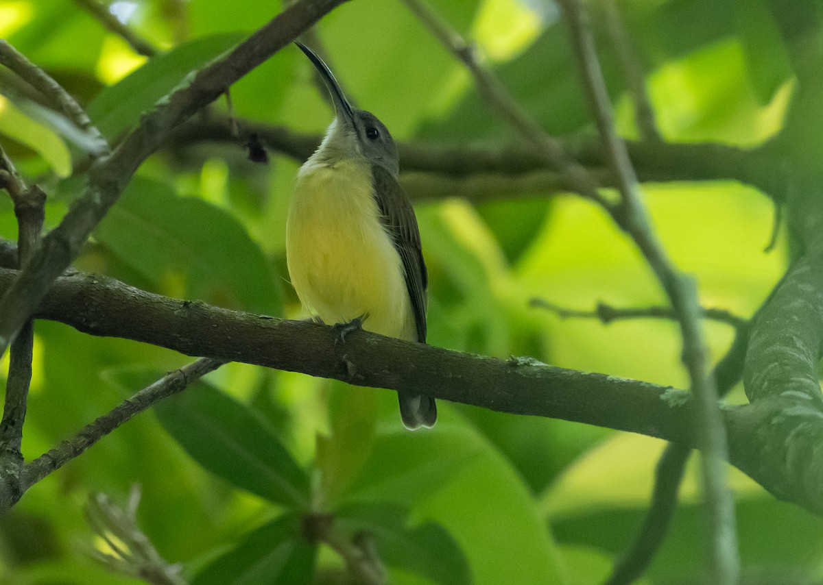 Little Spiderhunter - ML646838225