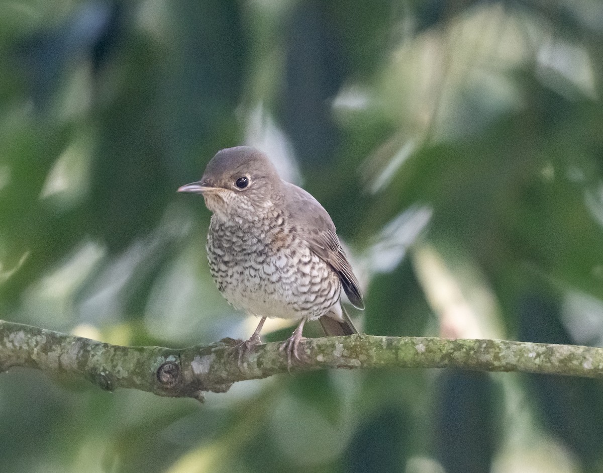 モンツキイソヒヨドリ - ML646838226