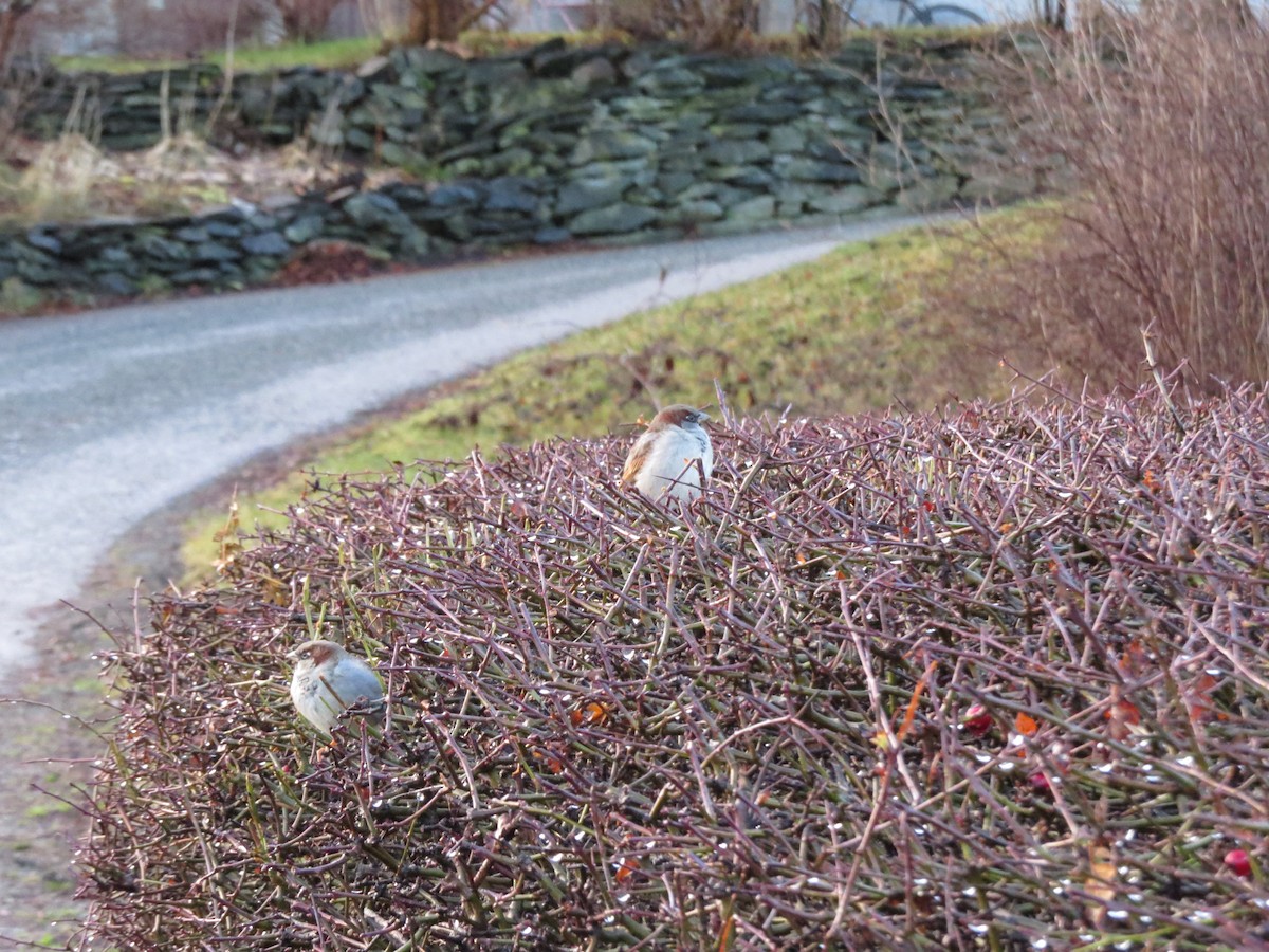 イエスズメ - ML646838227