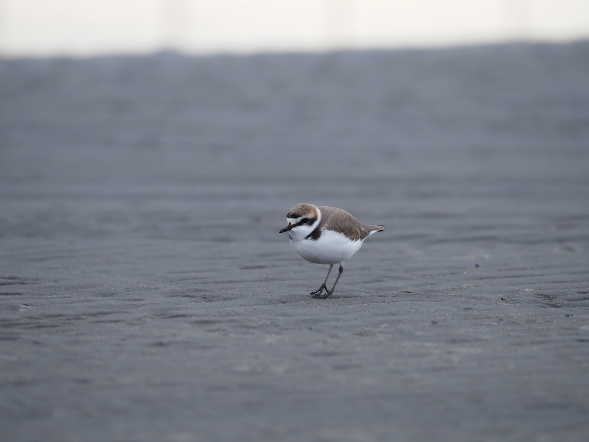 Пісочник морський - ML646838228