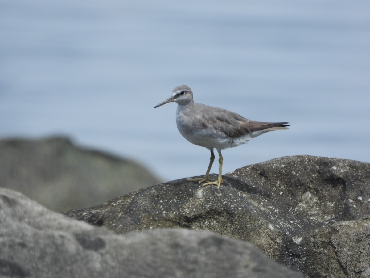 Chevalier de Sibérie - ML646838229