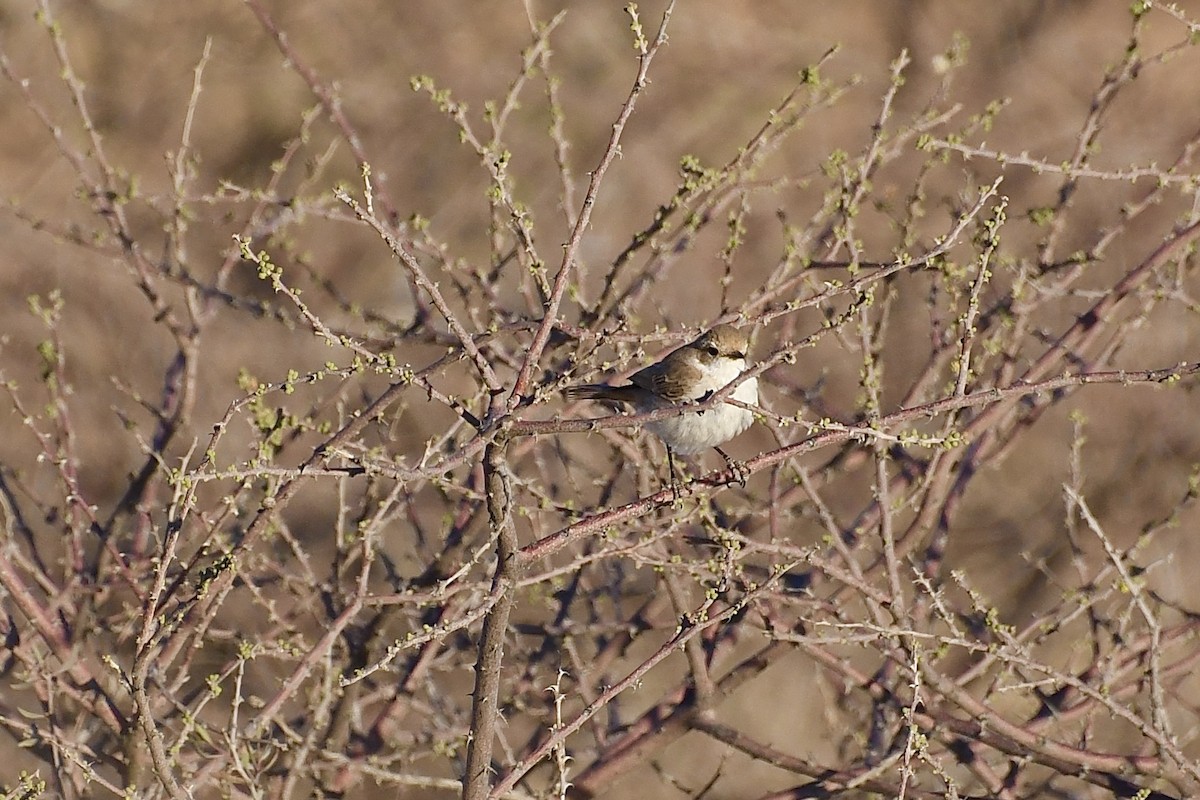 シロハラチャビタキ - ML646838230