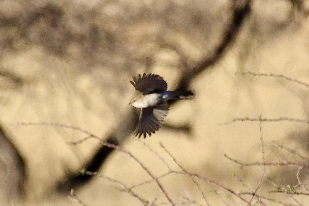 シロハラチャビタキ - ML646838231