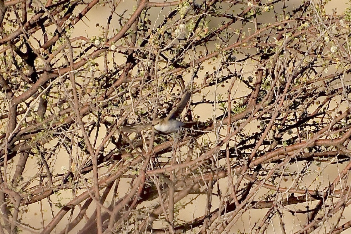 シロハラチャビタキ - ML646838232