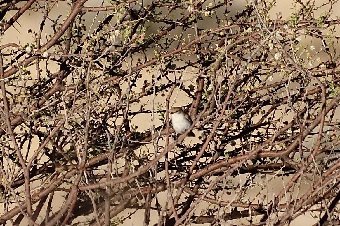 シロハラチャビタキ - ML646838233