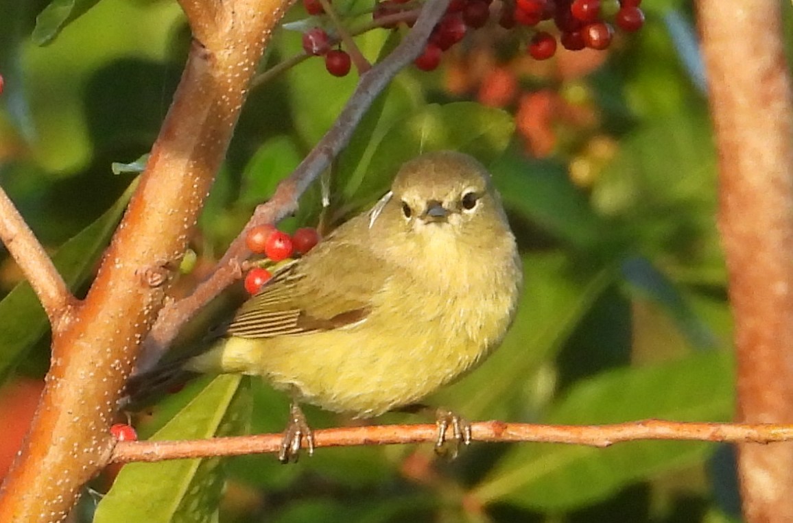 Reinita Coroninaranja - ML646838235