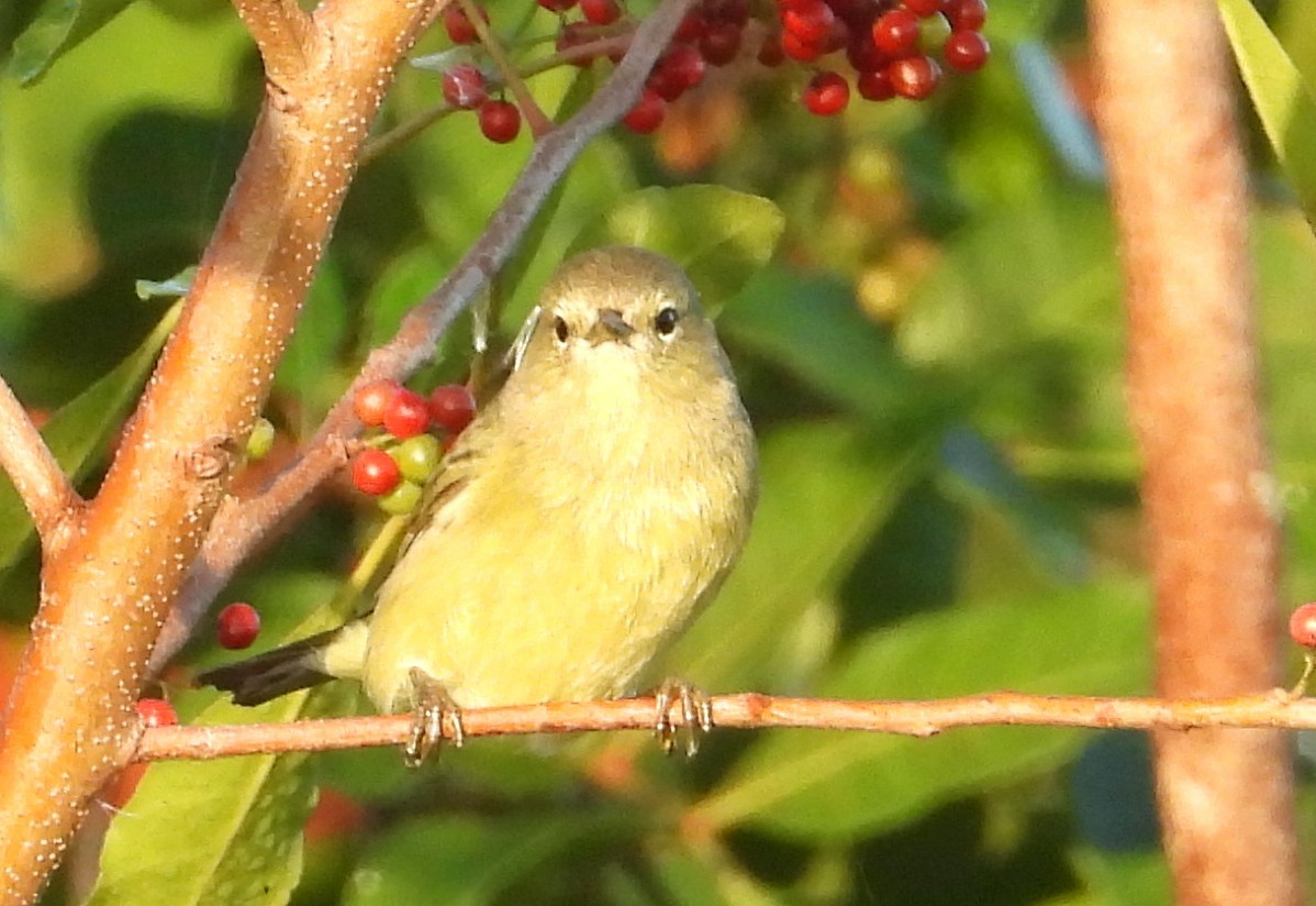 Reinita Coroninaranja - ML646838236