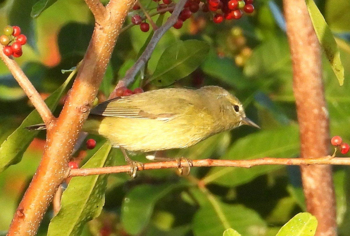 Reinita Coroninaranja - ML646838237