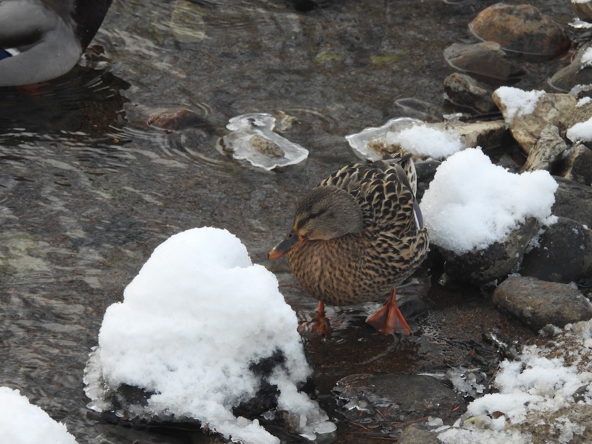 Крижень звичайний - ML646838238