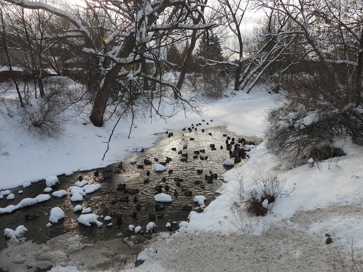 Крижень звичайний - ML646838239