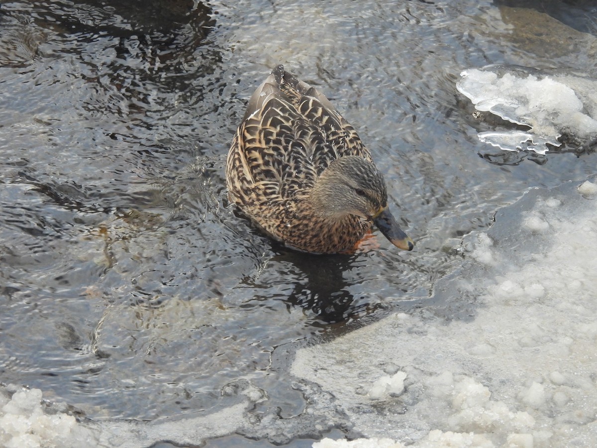 Крижень звичайний - ML646838240