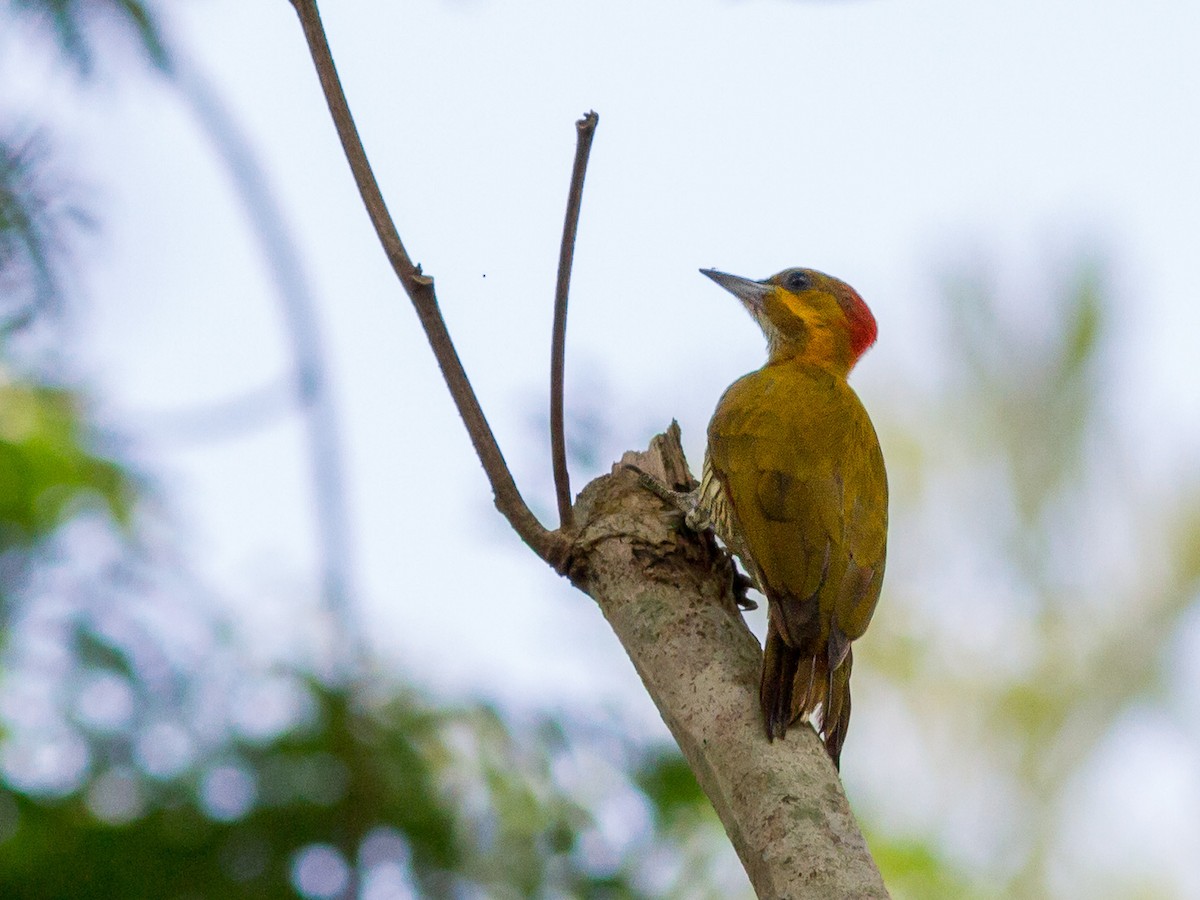 ノドジロモリゲラ - ML646838241