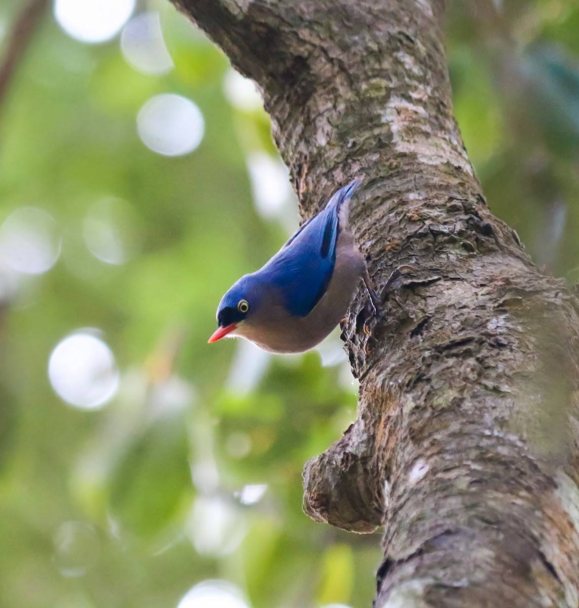 Trepador Piquirrojo - ML646838242