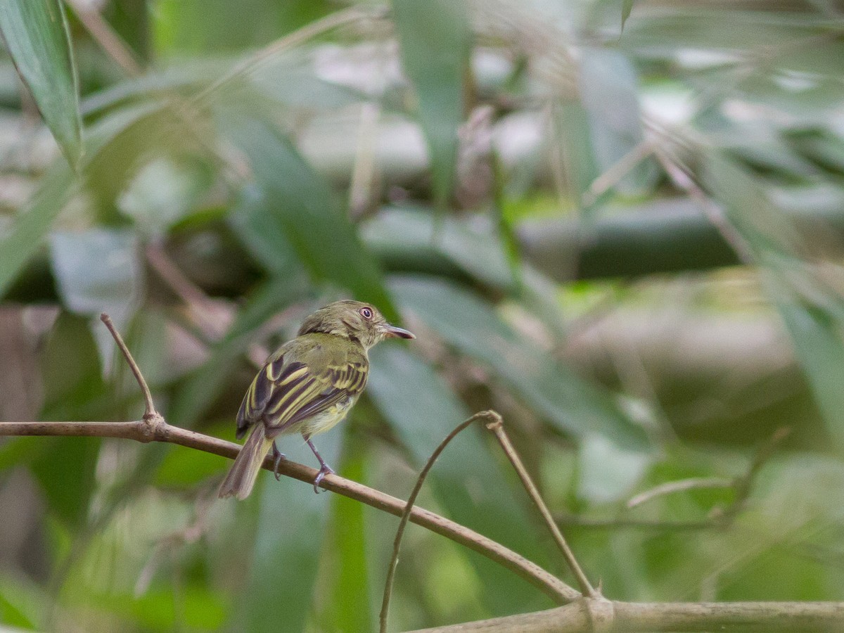 アクレコビトドリモドキ - ML646838243