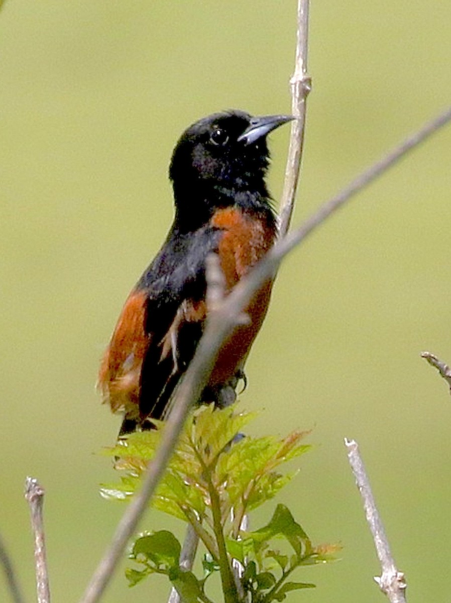 Orchard Oriole - ML646838244