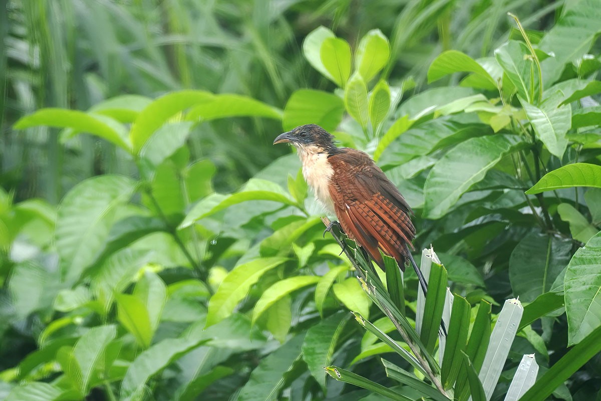 セネガルバンケン - ML646838245