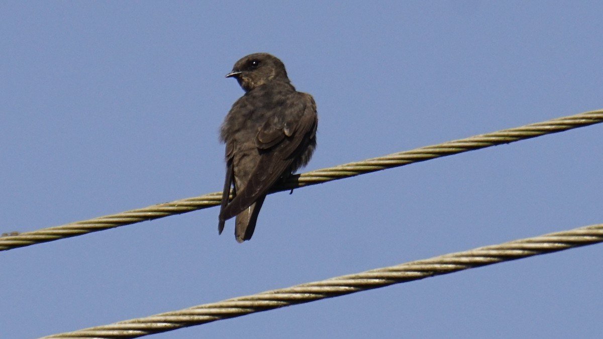 Haitz-enara iluna - ML646838246