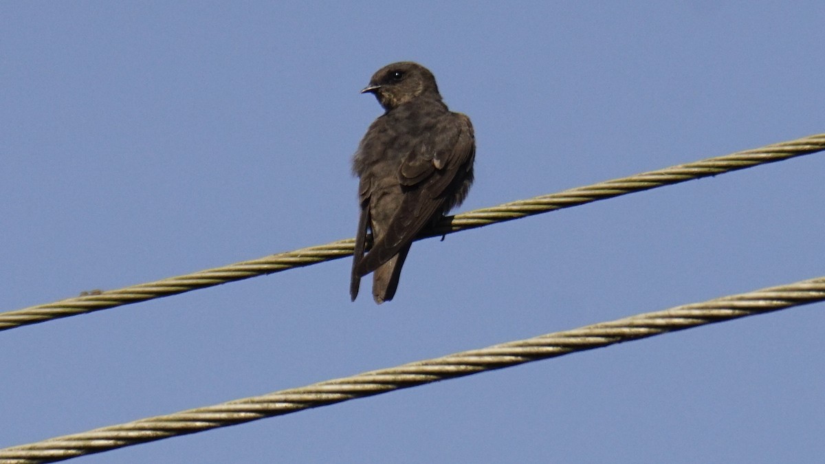 Haitz-enara iluna - ML646838247