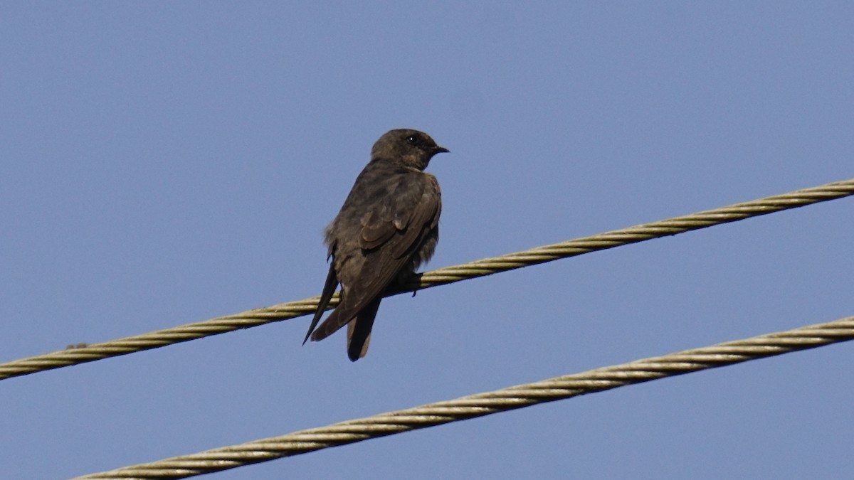 Haitz-enara iluna - ML646838248