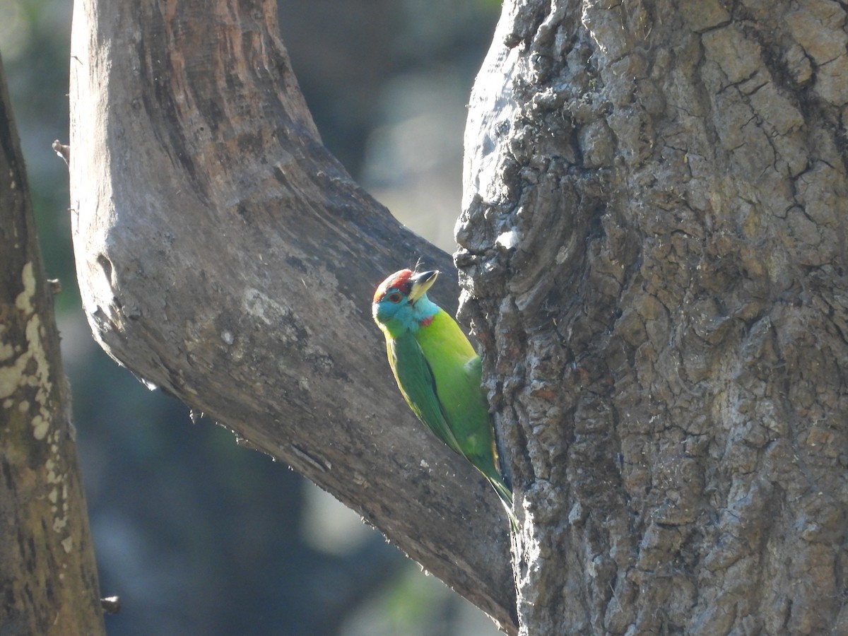 Mavi Boğazlı Barbet - ML646838249