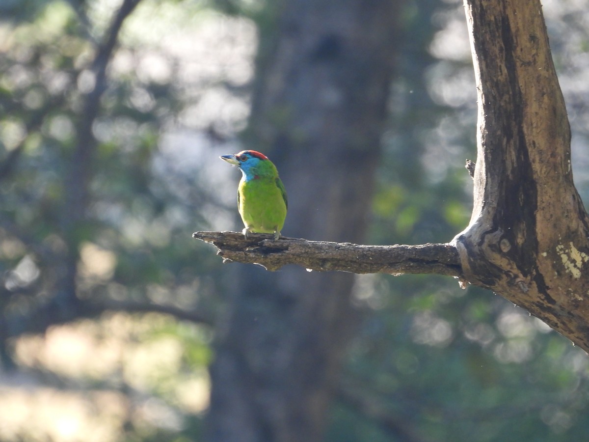 Mavi Boğazlı Barbet - ML646838250