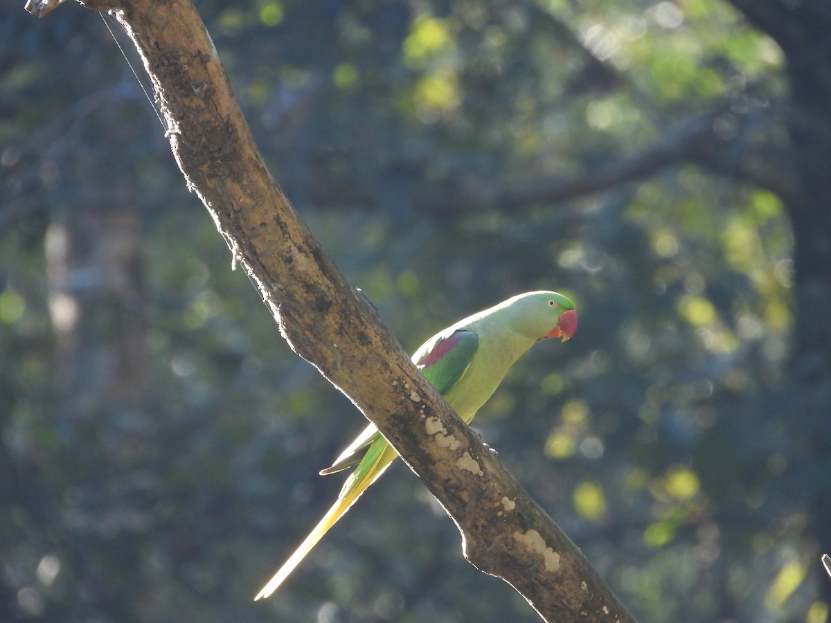 İskender Papağanı - ML646838251