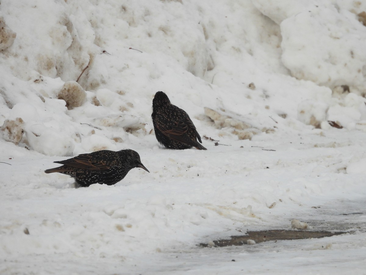 Шпак звичайний - ML646838258