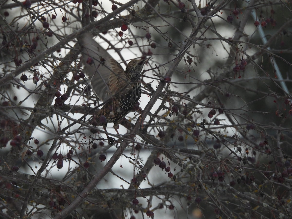 Шпак звичайний - ML646838259