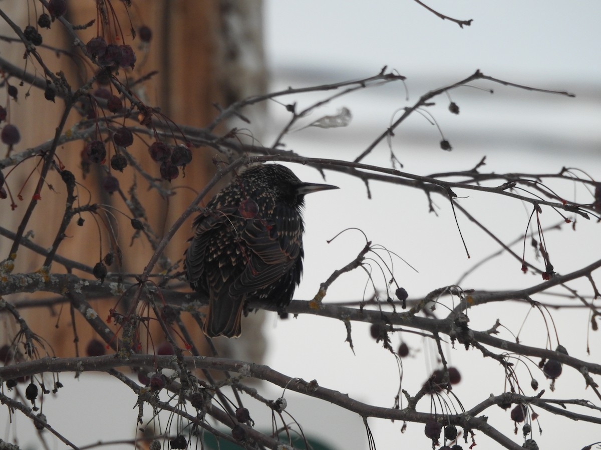 Шпак звичайний - ML646838260