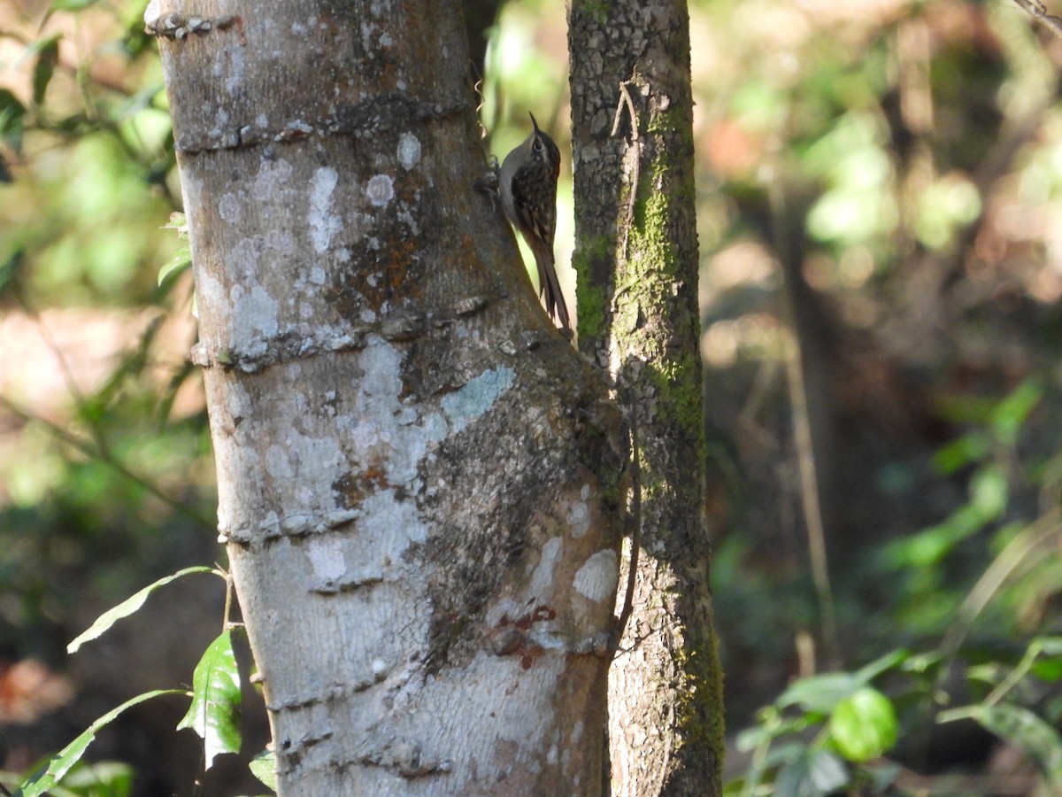 Esmer Tırmaşıkkuşu - ML646838262