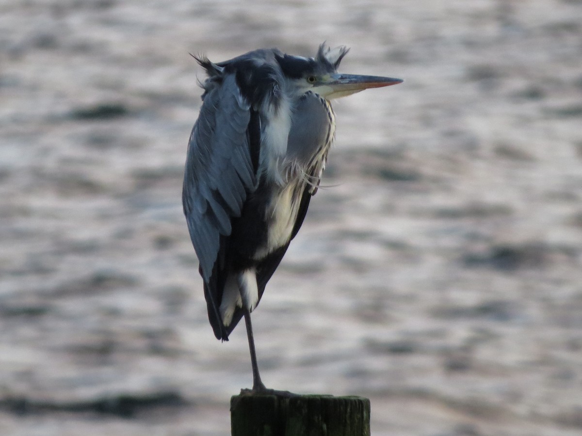 Gray Heron - ML646838263