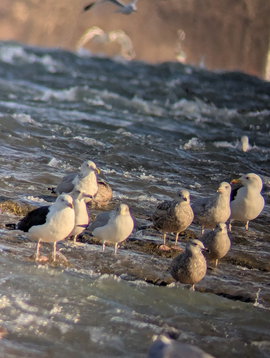 Great Black-backed Gull - ML646838264