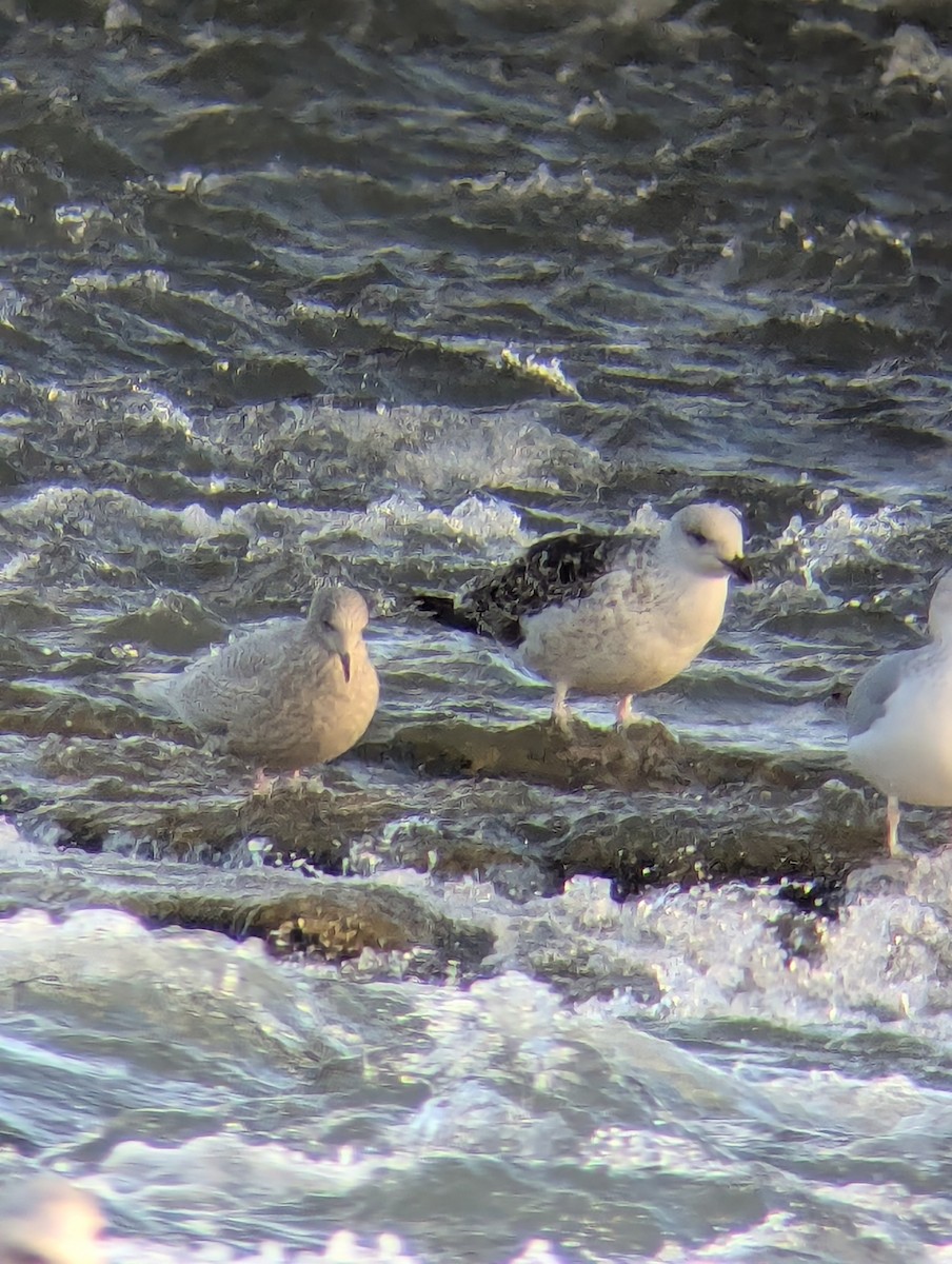 Great Black-backed Gull - ML646838266