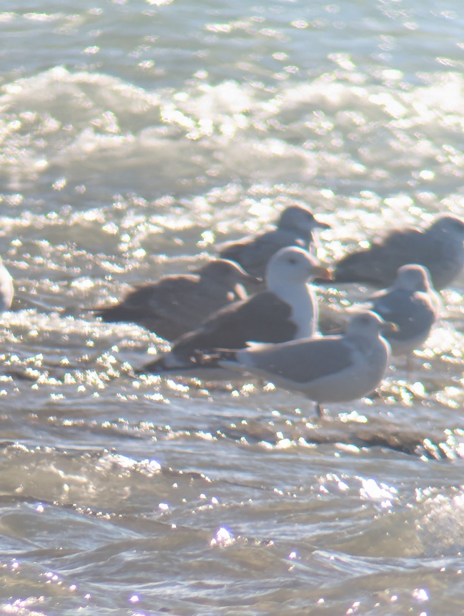 Great Black-backed Gull - ML646838267