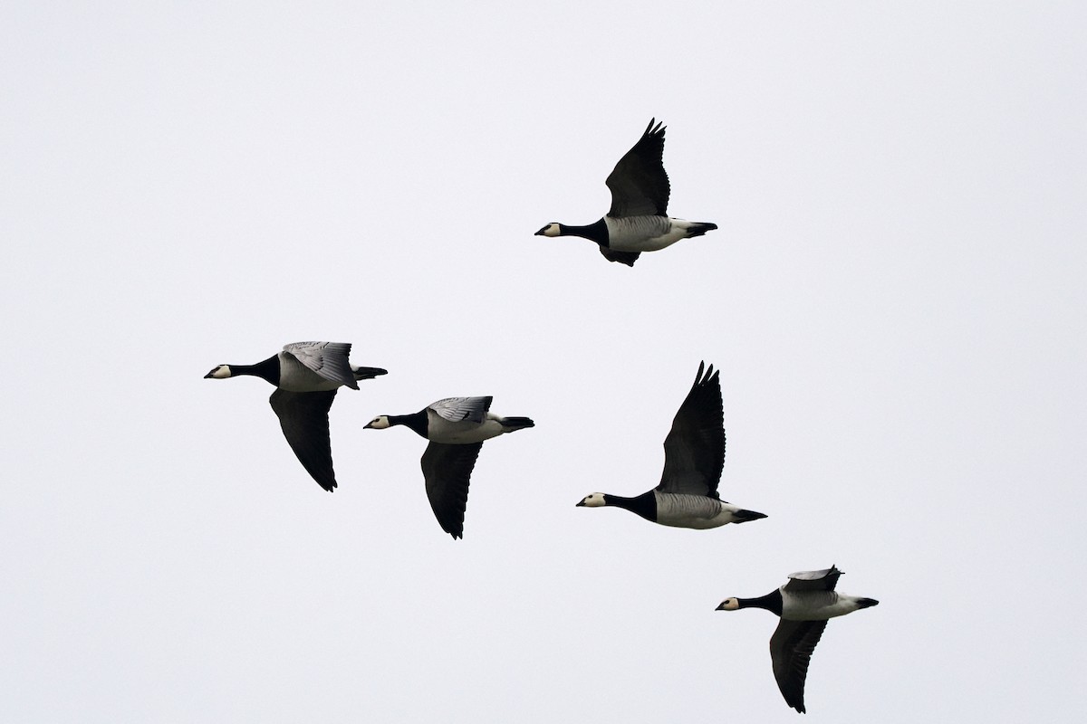 ברנטה לבנת-לחי - ML646838271