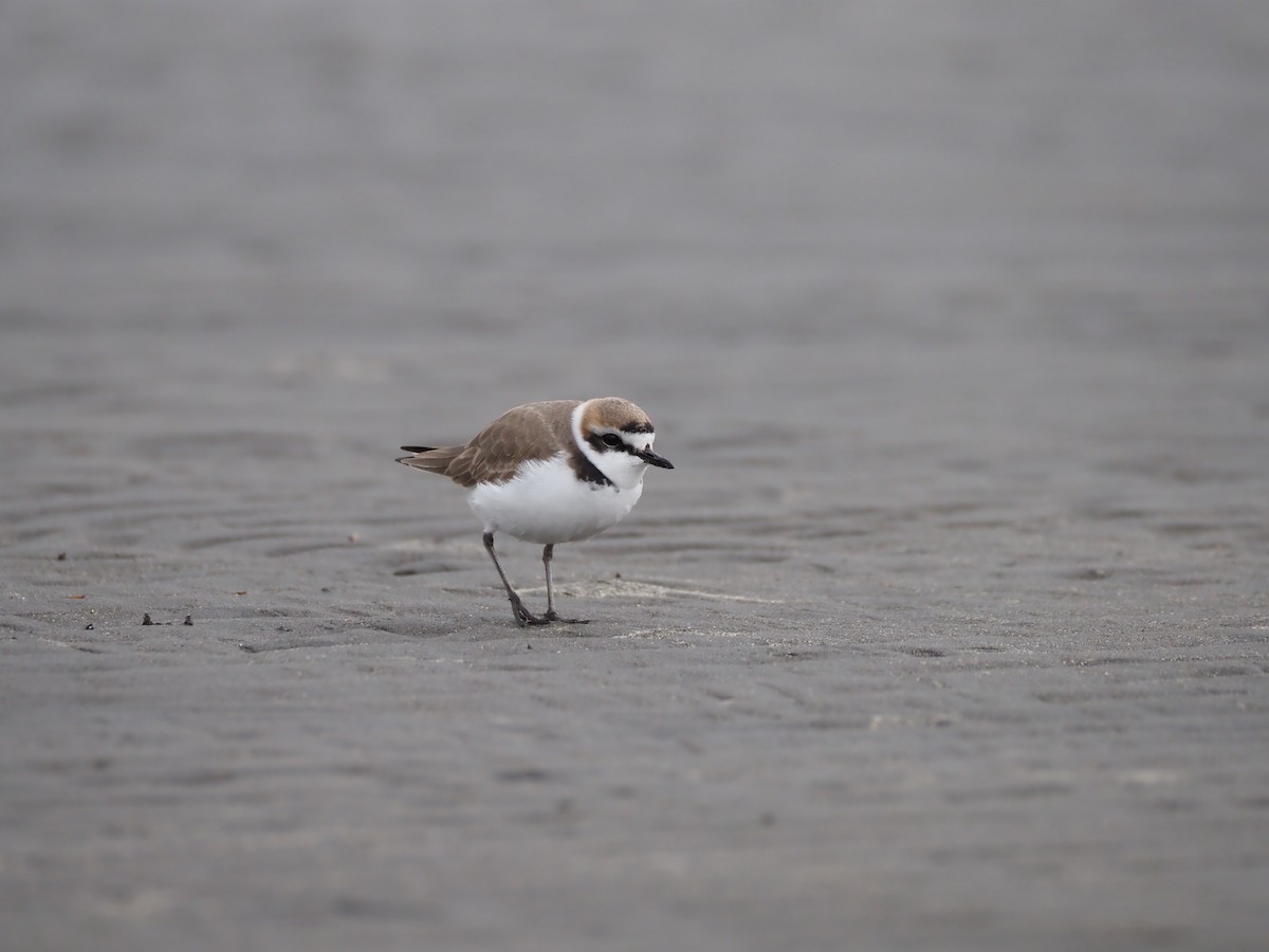 Пісочник морський - ML646838285