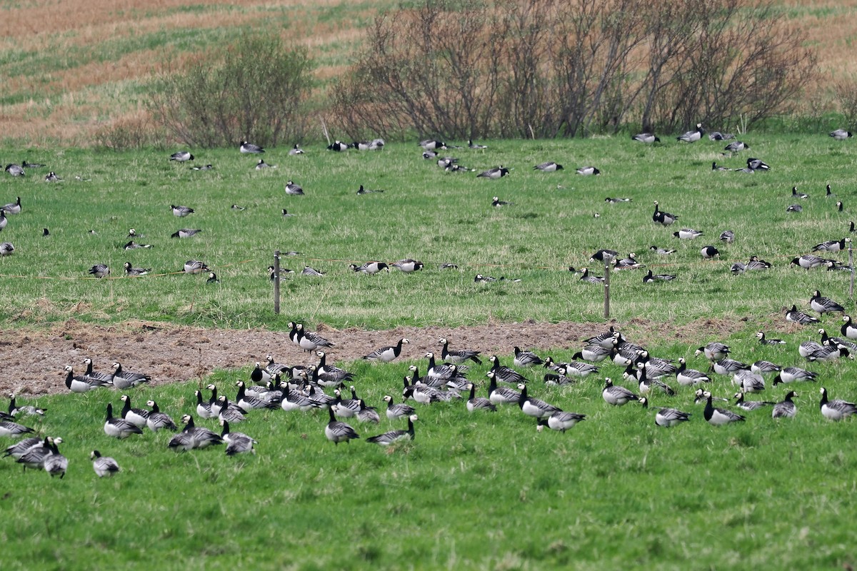 ברנטה לבנת-לחי - ML646838286