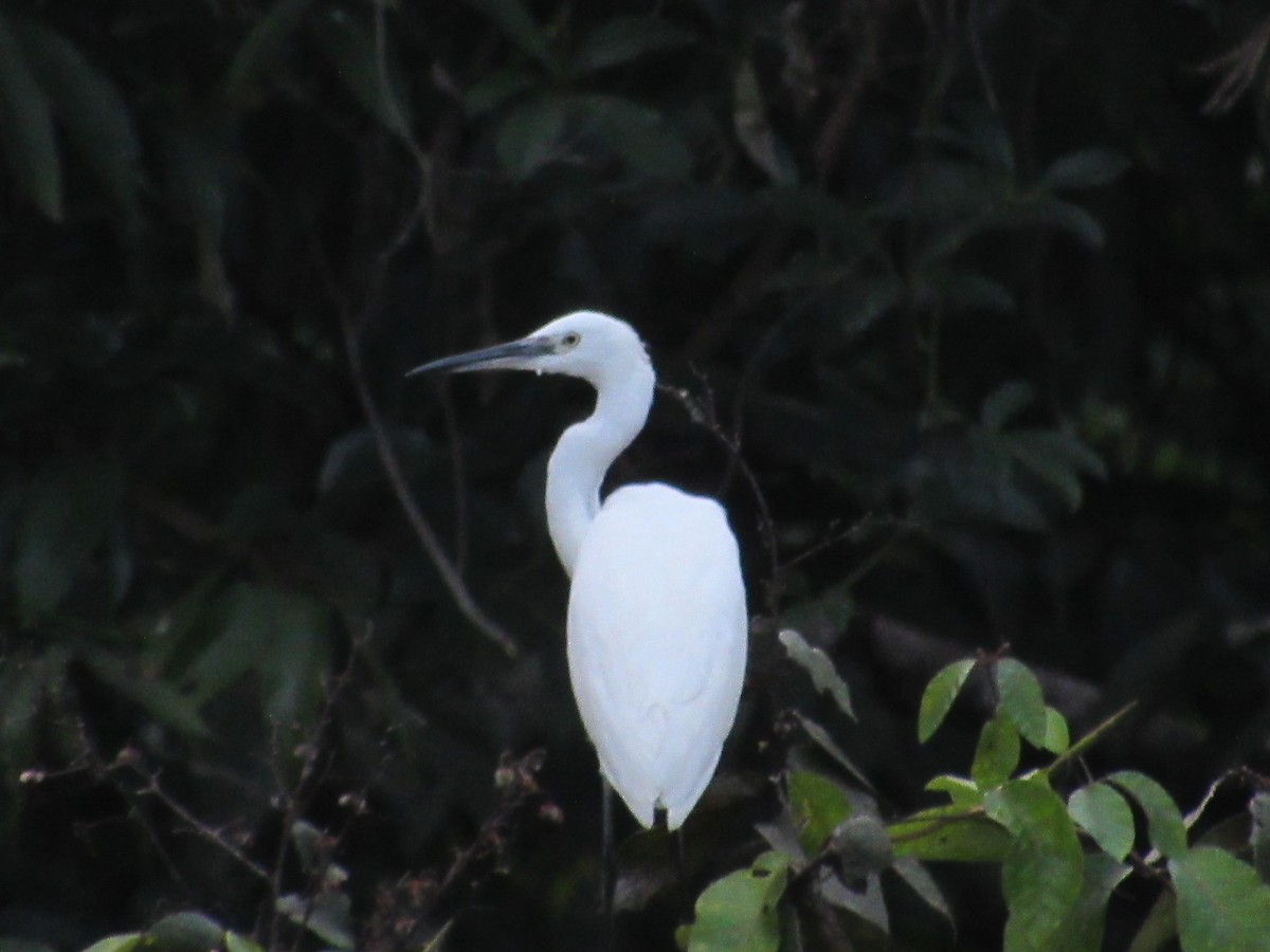 Little Egret - ML646838292