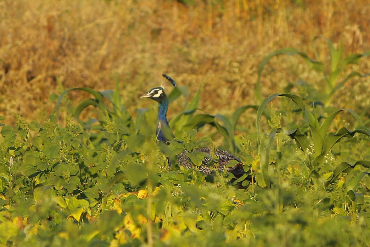 Indian Peafowl - ML646838293