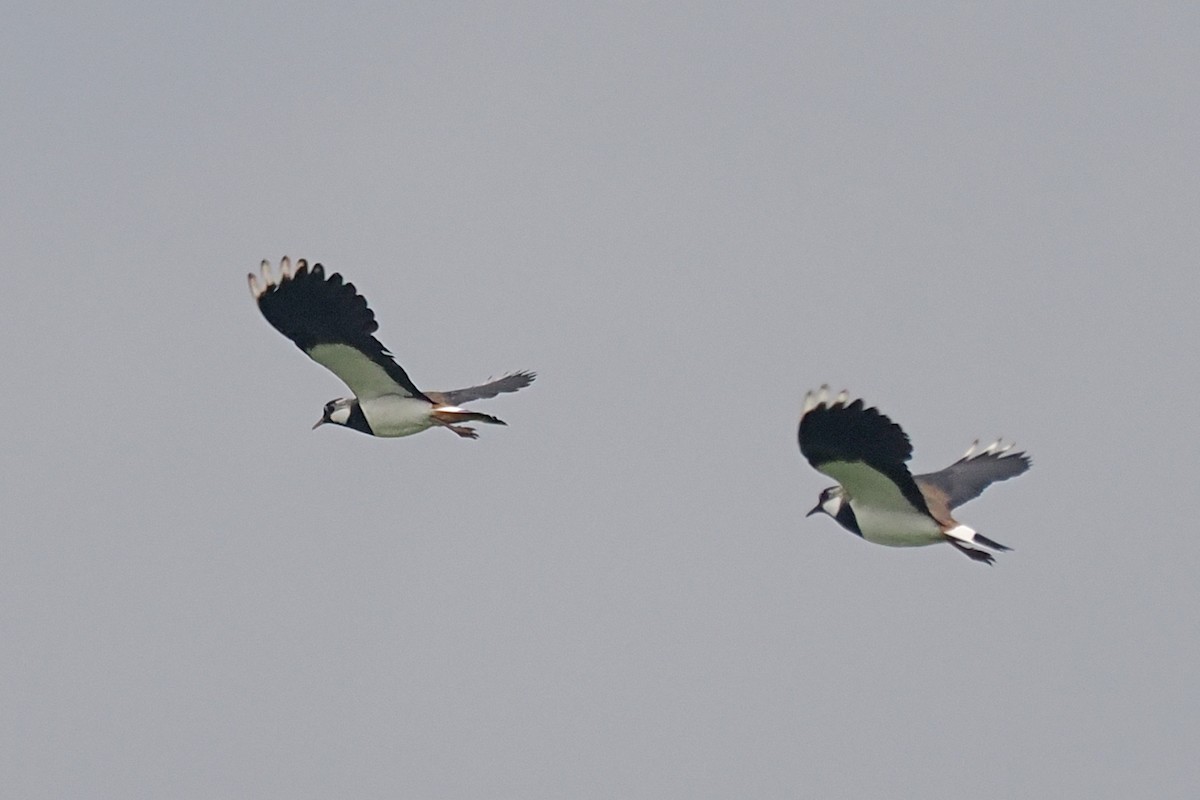 קיווית מצויצת - ML646838295