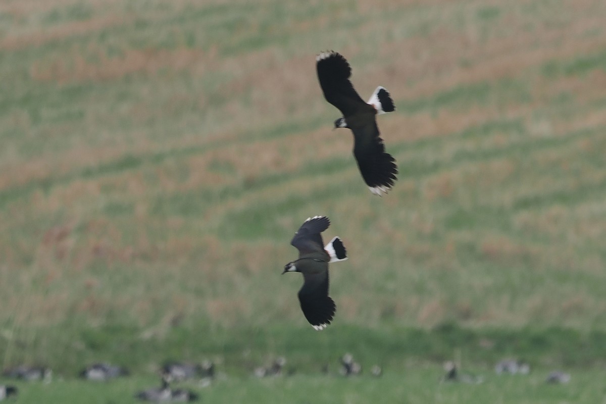 קיווית מצויצת - ML646838296